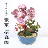 󤻿ߺϡں*߸žزĿȭݤȺդ2025ǯֽλ˷ʿߺ ͺ  ָ  ץ쥼Ȥˤbonsai