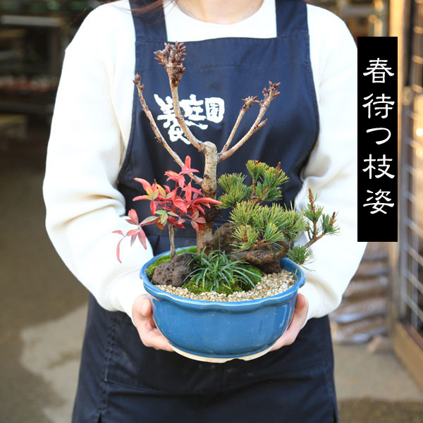 寄せ植え盆栽：豪華桜庭園*＜萬古焼輪花青深鉢＞苔と砂と石付き（2025