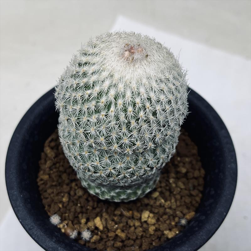 サボテン：エピテランサ ネオメキシカーナ*幅5cm | サボテン＆多肉