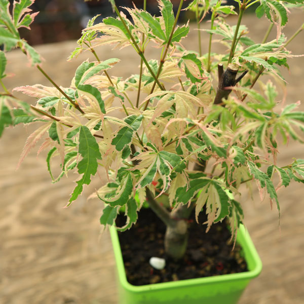 庭木・植木 庭木苗：花司もみじ（はなつかさもみじ）*ハナツカサ 紅葉