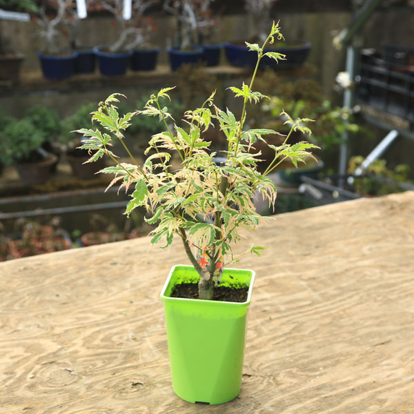 庭木・植木 庭木苗：花司もみじ（はなつかさもみじ）ハナツカサ 紅葉