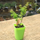 ���ڡ����ڡ� �����ġ����Ƭ��ߤ��ʤ����������ߤ��˥��������顡���ա�����ͳѥݥåȡ�