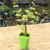 ���ڡ����ڡ� �����ġ����Ĳ���ߤ��ʤ����������ߤ��˥��������䡡�Ĳ������ǡ�����ͳѥݥåȡ�