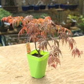 ���ڡ����ڡ� �����ġ��ֻ޿���ߤ��ʹȻ޿���ߤ����֤������ߥ����Ȥ������ߤ�������ͳѥݥåȡ�