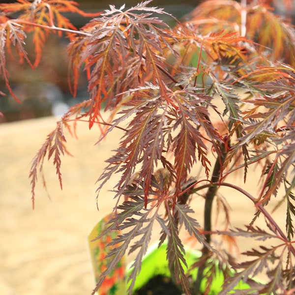 楽天市場】【紅枝垂れ紅葉（ベニシダレモミジ）アカシダレモミジ】樹高