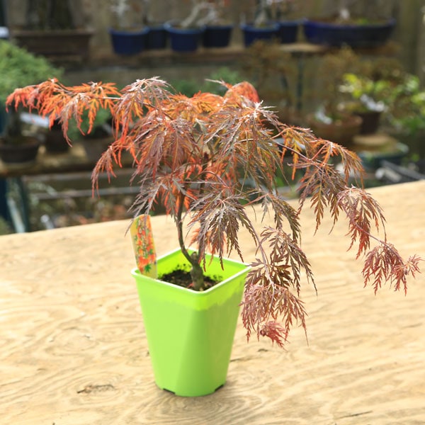 庭木・植木 庭木苗：赤枝垂れもみじ（紅枝垂れもみじ）赤しだれモミジ