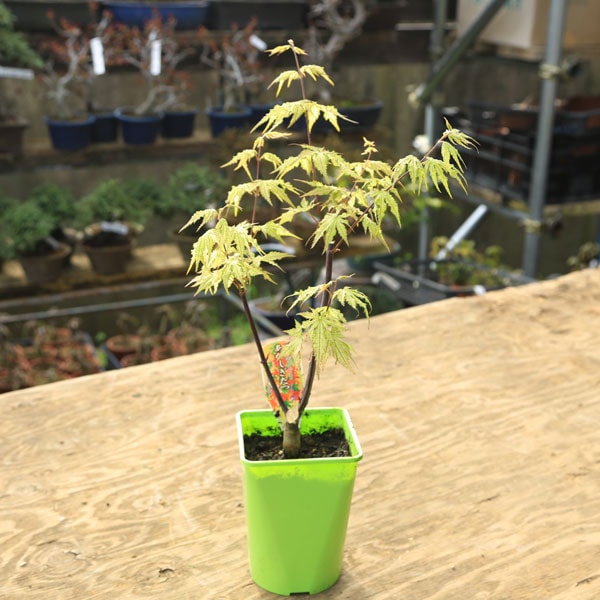 庭木・植木 庭木苗：赤鴫立沢もみじ（あかしぎたつさわ）赤鴫立 紅