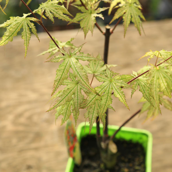 庭木・植木 庭木苗：赤鴫立沢もみじ（あかしぎたつさわ）赤鴫立 紅