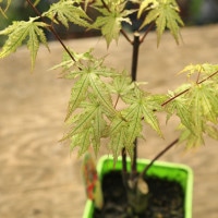 庭木・植木 庭木苗：赤鴫立沢もみじ（あかしぎたつさわ）赤鴫立 紅