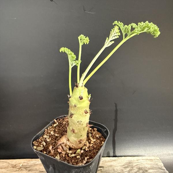 コーデックス：ペラルゴニウム クリズミフォリウム*葉幅10cm
