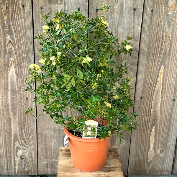 観葉植物 鉢花：黄モッコウバラ*木香バラ キモッコウバラ 6号 お花 