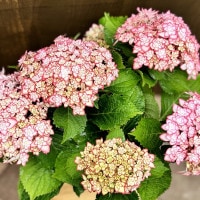 紫陽花 観葉 鉢花 苗：アジサイ ひな祭り ルナ*花色選べます 母の日