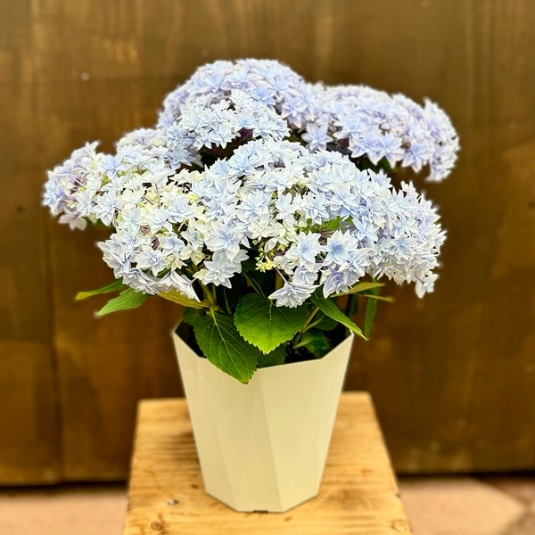 観葉 鉢花 苗：アジサイ ダブルダッチ エダム(ブルー)*紫陽花 あじさい