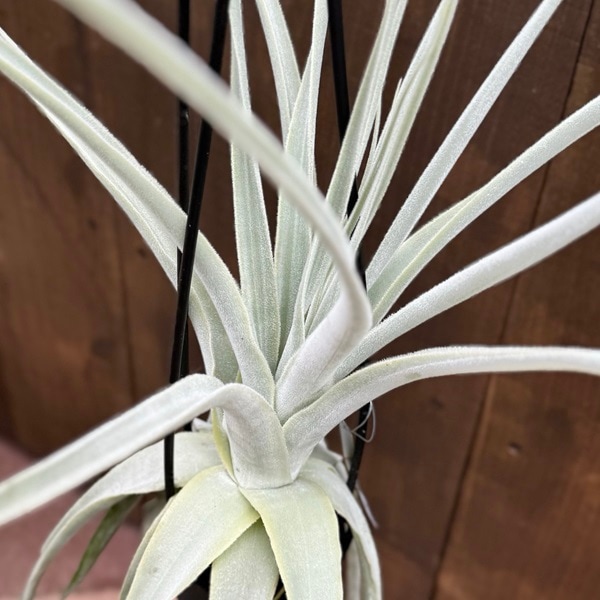 超希少❗️超絶特大❗️チランジア　ストラミネア　群生✨ GKZ植物事典・チランジア・ストラミネア