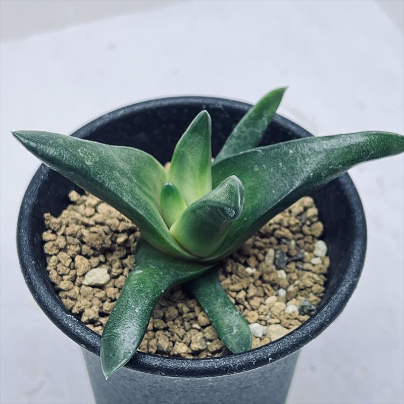 多肉植物：ハオルチア ワイドスターキアナ*S 幅7.5cm | サボテン