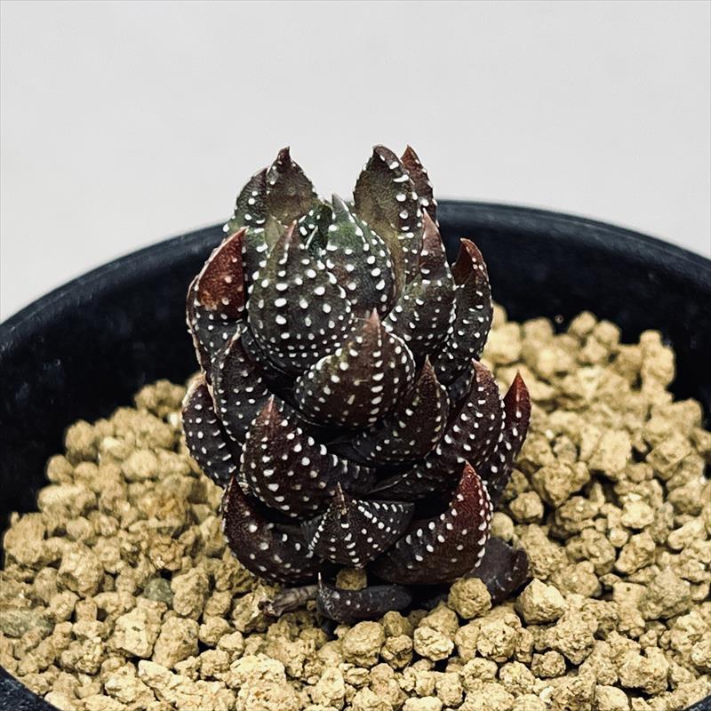 多肉植物：ハオルチア 九輪塔*S 幅2.5cm | サボテン＆多肉植物,多肉