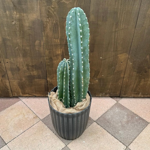  տʪȤʤ 쥵ܥƥ*ȭС