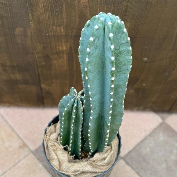 •青銅製彫刻付き火鉢 •植木鉢大きめ•鉢カバー•ジャンクガーデン 青銅製彫刻付き火鉢 •植木鉢大きめ•鉢カバー•ジャンクガーデン