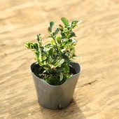 ���ڡ����ڡ��ġ�������ҥ������ʻ����*ɱ�硡���󤻤ġ�3�桡�������