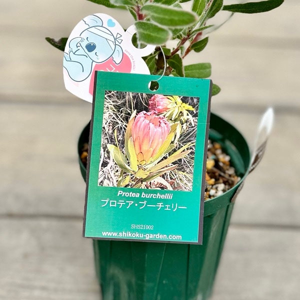 極上。山採りハイノキ。 【公式通販】