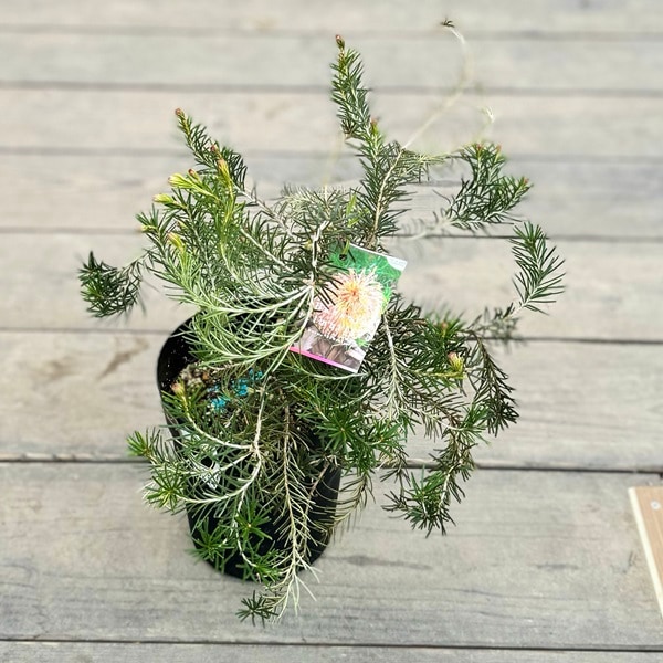 観葉植物 鉢花 苗：バンクシア テルマチアエア*6号 Banksia telmatiaea