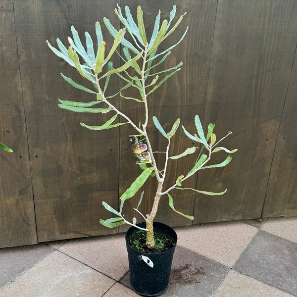 観葉植物 鉢花 苗：バンクシア メンジーシー*6号 Banksia menziesii