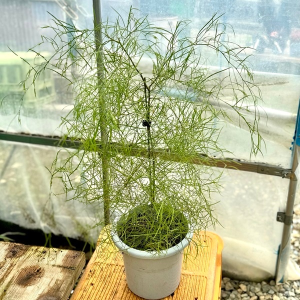 花苗 観葉植物：アカシア コグナータ*リバーワトル 6号 オージー