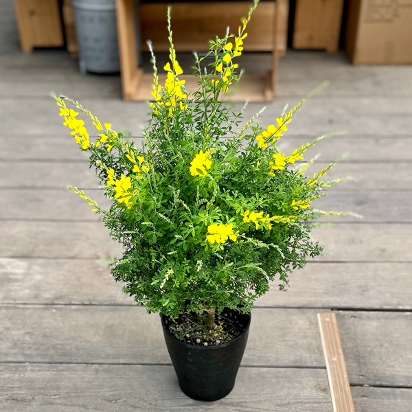 姫エニシダ　盆栽 鉢花 観葉植物：エニシダ*6号 黒プラ 姫エニシダ ヒメエニシダ | 観葉