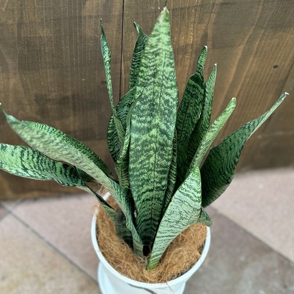 サンスベリア ゼラニカ 2個セット サンキュー価格❣ 2個どうぞ サンスベリアゼラニカ？ 2株寄せ 観葉植物