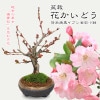 ߺϡ֤ɤ*(ھƹ֥̾ȭ)*̵ ɥ ֳܫ峤ܫ2024ǯֽλbonsai