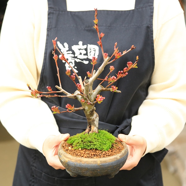 盆栽：花かいどう*(信楽焼黒イブシ金彩小鉢)*送料無料 カイドウ 花海棠