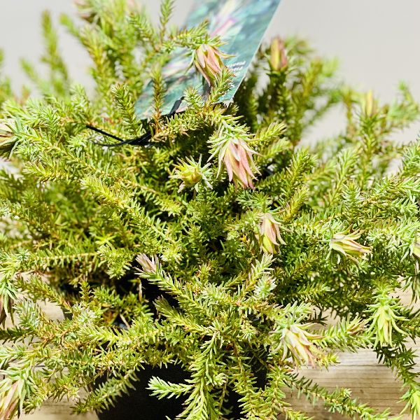 オージープランツ おしゃれ 鉢花 観葉植物：ダーウィニア オキシリピス