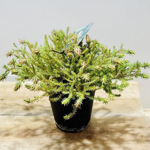 ダーウィニア　オキシリピス　鉢植え　苗　オージープランツ　レア品種 オージープランツ おしゃれ 鉢花 観葉植物：ダーウィニア オキシリピス