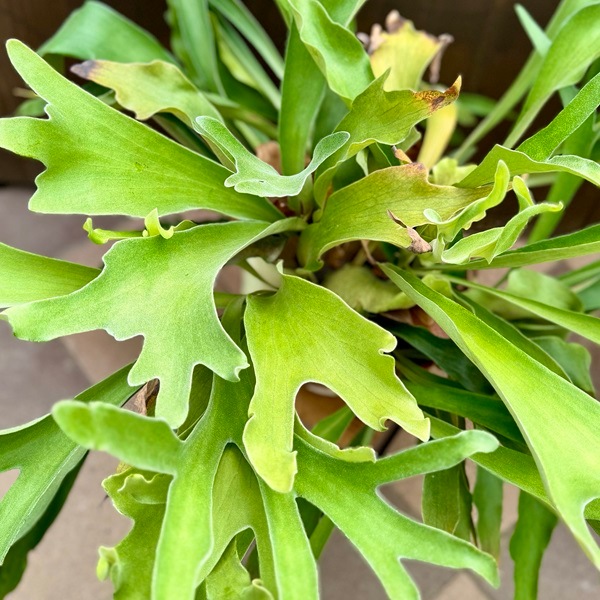 おしゃれ 観葉植物：ビカクシダ コウモリラン ネザーランド*9号