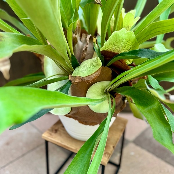 おしゃれ 観葉植物：ビカクシダ コウモリラン ネザーランド*9号白プラ