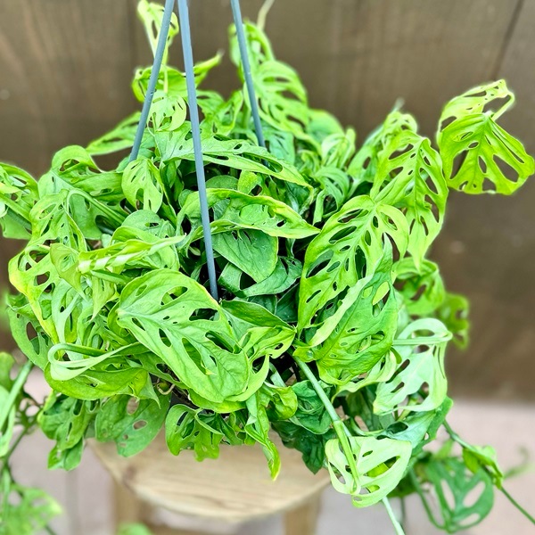 観葉植物：モンステラ オブリクア エクスピラータ*5号 吊り鉢 | 観葉