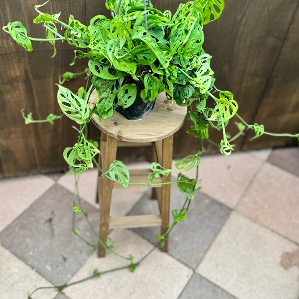 超希少❗️モンステラ　オブリクア　ヤスニ✨ 観葉植物：モンステラ オブリクア エクスピラータ*5号 吊り鉢 | 観葉