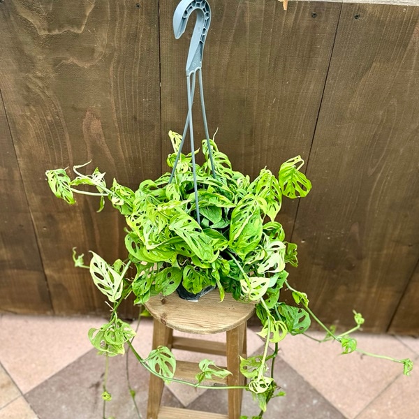 観葉植物：モンステラ オブリクア エクスピラータ*5号 吊り鉢 | 観葉