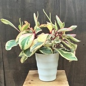 ���տ�ʪ���ڥڥ��ߥ�������꡼*5��ץ�ݥå�