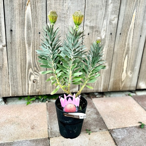 おしゃれ 観葉植物 鉢花：リューコスペルマム ソーエクスクイジット