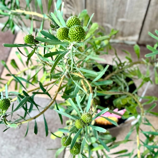 オージープランツ 観葉植物 鉢花：リューコスペルマム カリプソ