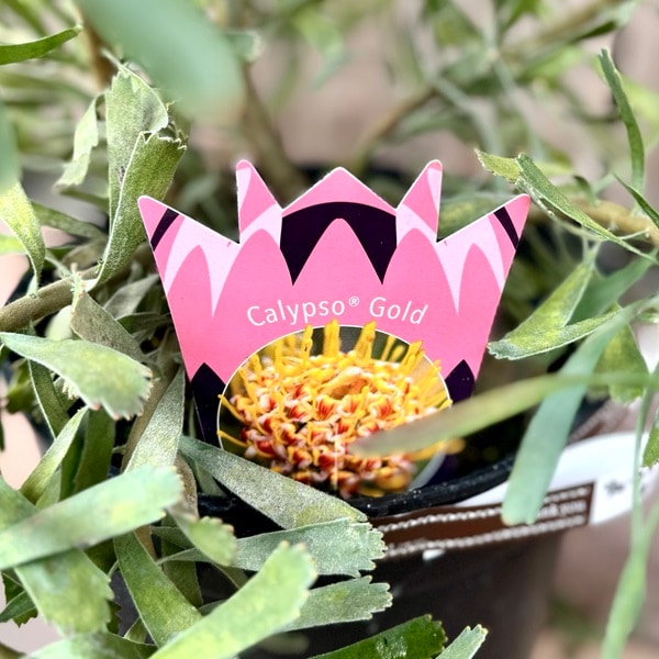 オージープランツ 観葉植物 鉢花：リューコスペルマム カリプソ