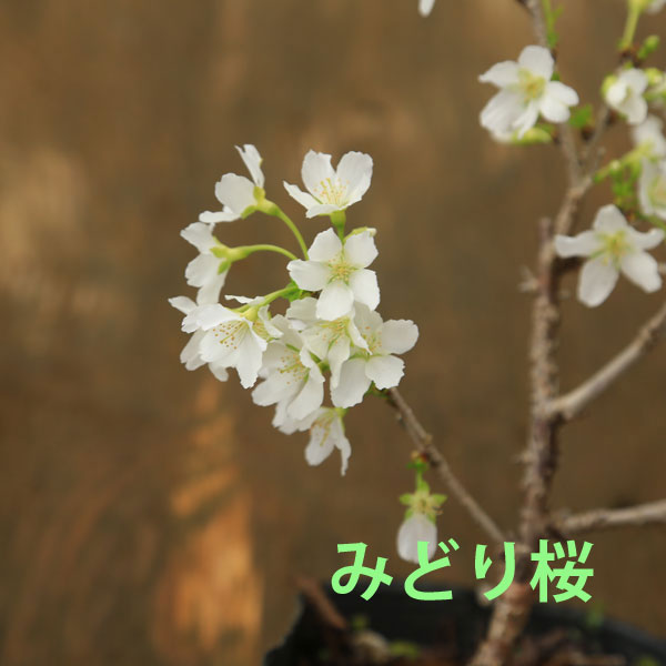 庭木・植木・お得セット：桜の苗木3種セット みどり桜＋御車