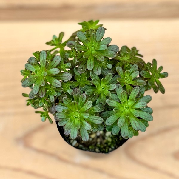 おしゃれ 観葉植物:アエオニウム 小人の花束*プラポット | 観葉 おしゃれ 観葉植物:アエオニウム 小人の花束*プラポット | 観葉