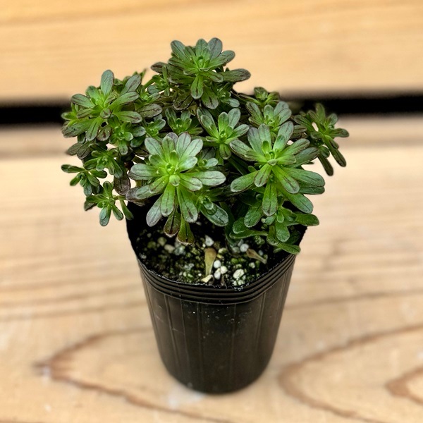 おしゃれ 観葉植物：アエオニウム 小人の花束*プラポット | 観葉植物