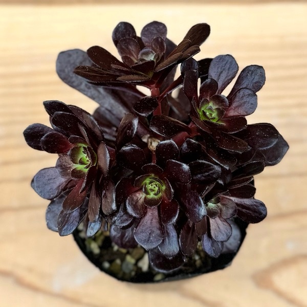 おしゃれ 観葉植物：アエオニウム レッドサン*プラポット | 観葉植物