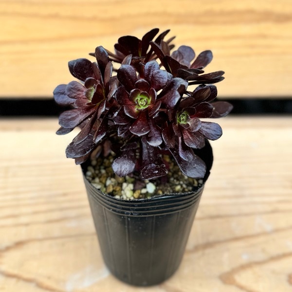おしゃれ 観葉植物：アエオニウム レッドサン*プラポット | 観葉植物