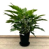 ������졡���տ�ʪ���ե����ǥ�ɥ��� �ʥ��� ȭ����*���饢���� ������ ���ʤ��Ϥ�