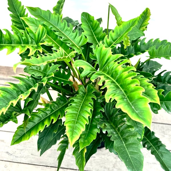 希少❗️スヌーピー❗️フィロデンドロン　アプラナタム　アプラナツム✨ おしゃれ 観葉植物：フィロデンドロン ナロー 鉢植え*セラアート 受皿