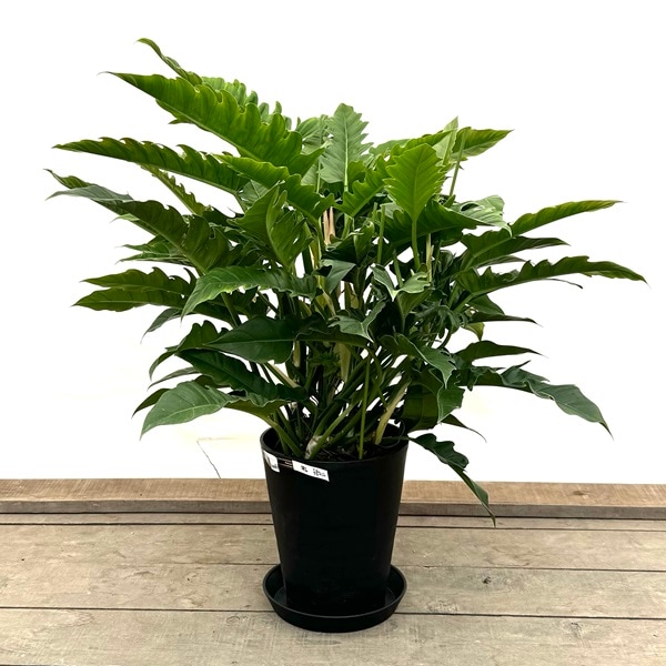 おしゃれ 観葉植物：フィロデンドロン ナロー 鉢植え*セラアート 受皿